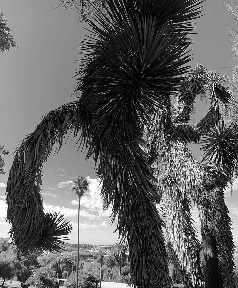 spanish-disco-dagger-tree